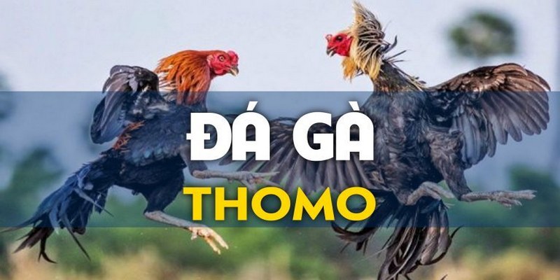 Đá gà Thomo trực tiếp - Bộ môn giải trí cá cược thịnh hành 