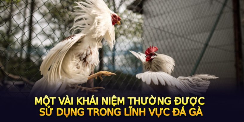 Một vài khái niệm thường được sử dụng trong lĩnh vực đá gà