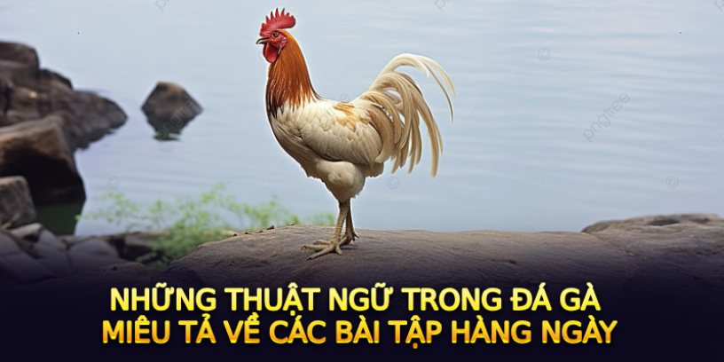 Những thuật ngữ trong đá gà miêu tả về các bài tập hàng ngày